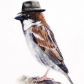 SparrowDjan
